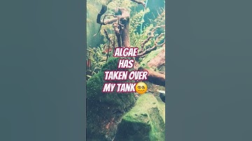 Algae Bloom #aquascape #aquarium