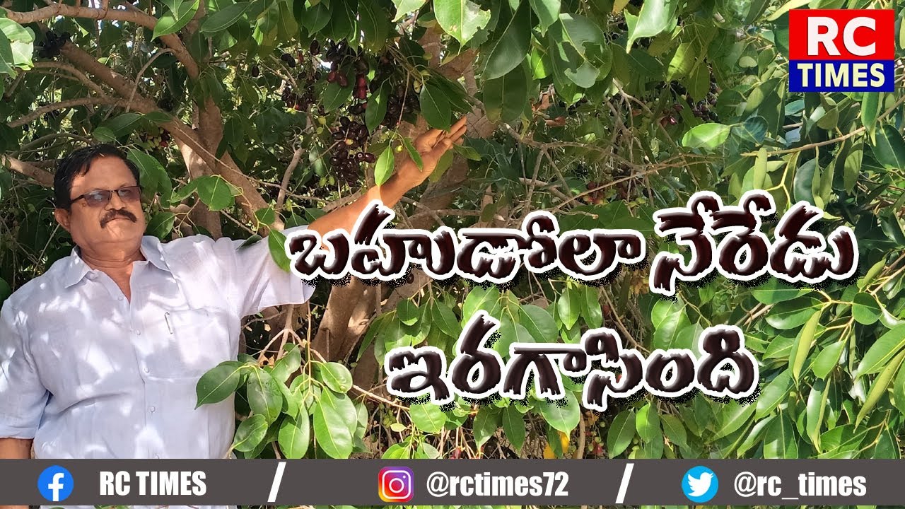 బహుడోలా నేరేడుకు డిమాండ్౹౹ ఏటేటా రెట్టింపు ఆదాయం-భారీ దిగుబడి౹౹అల్లనేరేడు సాగుతో దీర్ఘకాలిక లాభాలు౹౹