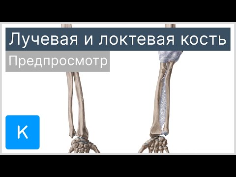 Лучевая и локтевая