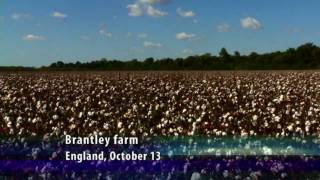 Conventional Cotton - Arkansas Farm Bureau