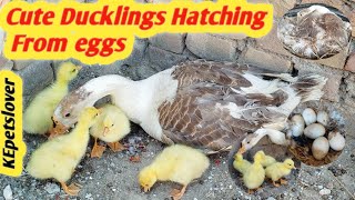 Cute Ducklings Hatching from eggs |duck vedio for duck | @kepetslover8315 by KE Pets lover 83 views 1 month ago 3 minutes, 31 seconds