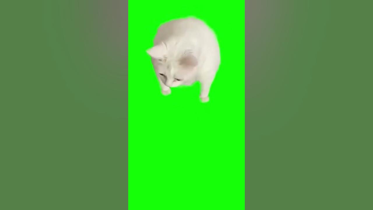 Cat Gags After Smelling Sour Cream Green Screen YouTube