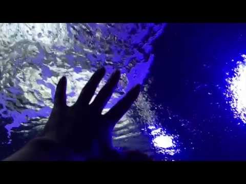 海月/Novaurelia(ノヴァオウレリア)