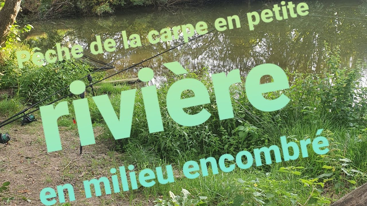 Pêche de la carpe en petite rivière en milieu encombré