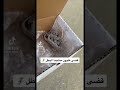 معجون قاتل الوزغ معجون قاتل الوزغ