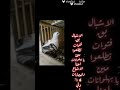 الاشبال بقو فتوات اكسبلور Pigeon لايك