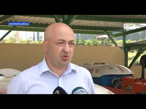 მანდარინის შეწამვლა დაიწყო