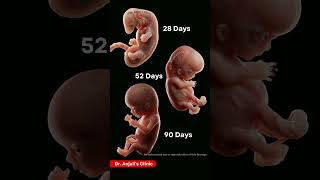 Human Growth 28 Days Vs 90 Days Incredible