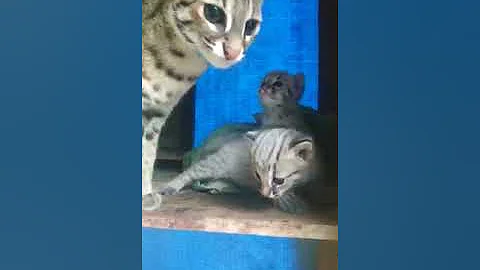 Watch the video about Update kitten asian leopard cat white pure breeding