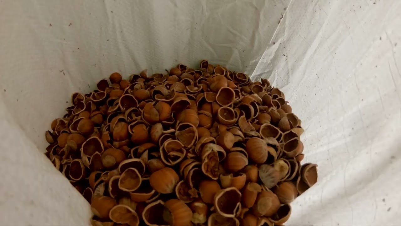 SGUSCIATRICE GIAMPI SG 300