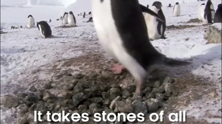 Sneaky Penguin stealing stones
