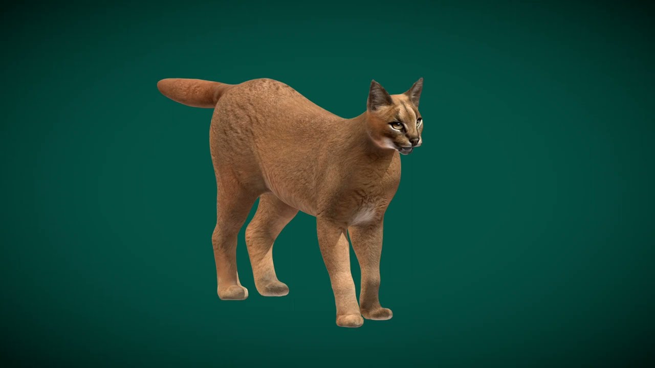 Caracal Cat  Animals 3D Model
