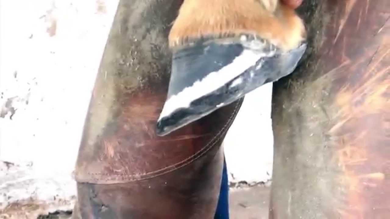 HORSESHOE PAD HOOFCARE REVOLUTION TRADINGPAK DEVELOPMENT YouTube