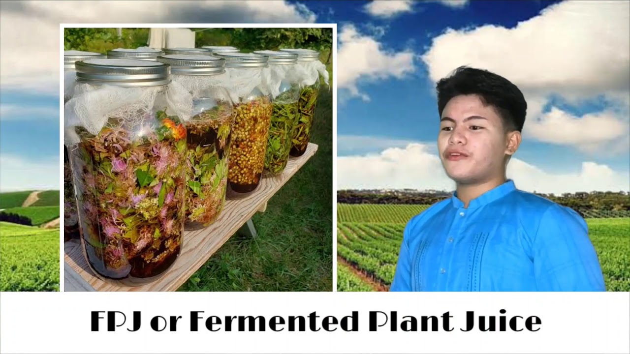 How To Make Fermented Plant Juice Organic Fertilizer How To Make Fermented Plant Juice Organic Fertilizer
