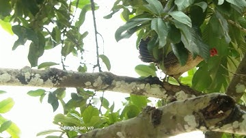 Người thuần hoá gà rừng