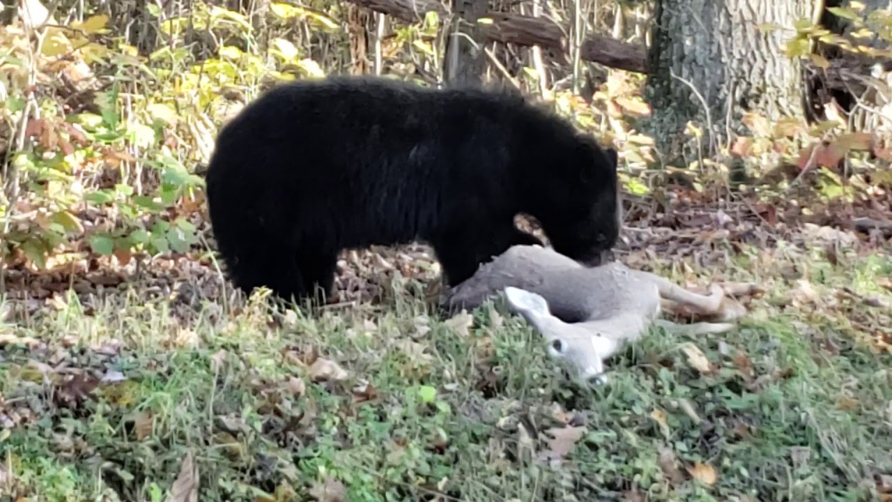 Bear eating deer YouTube