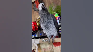 یاسو بی اعصاب پرنده Birds طوطی Parrot عروس هلندی Pets 