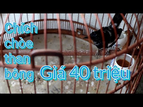 Video Cuộc giao dịch chích chòe than bông giá 40 triệu - youtube