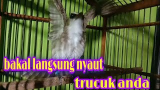 Masteran trucuk ropel rapat panjang