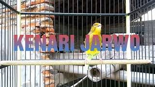KENARI JUARA NASIONAL KENARI TEMBAKAN MEMATIKAN