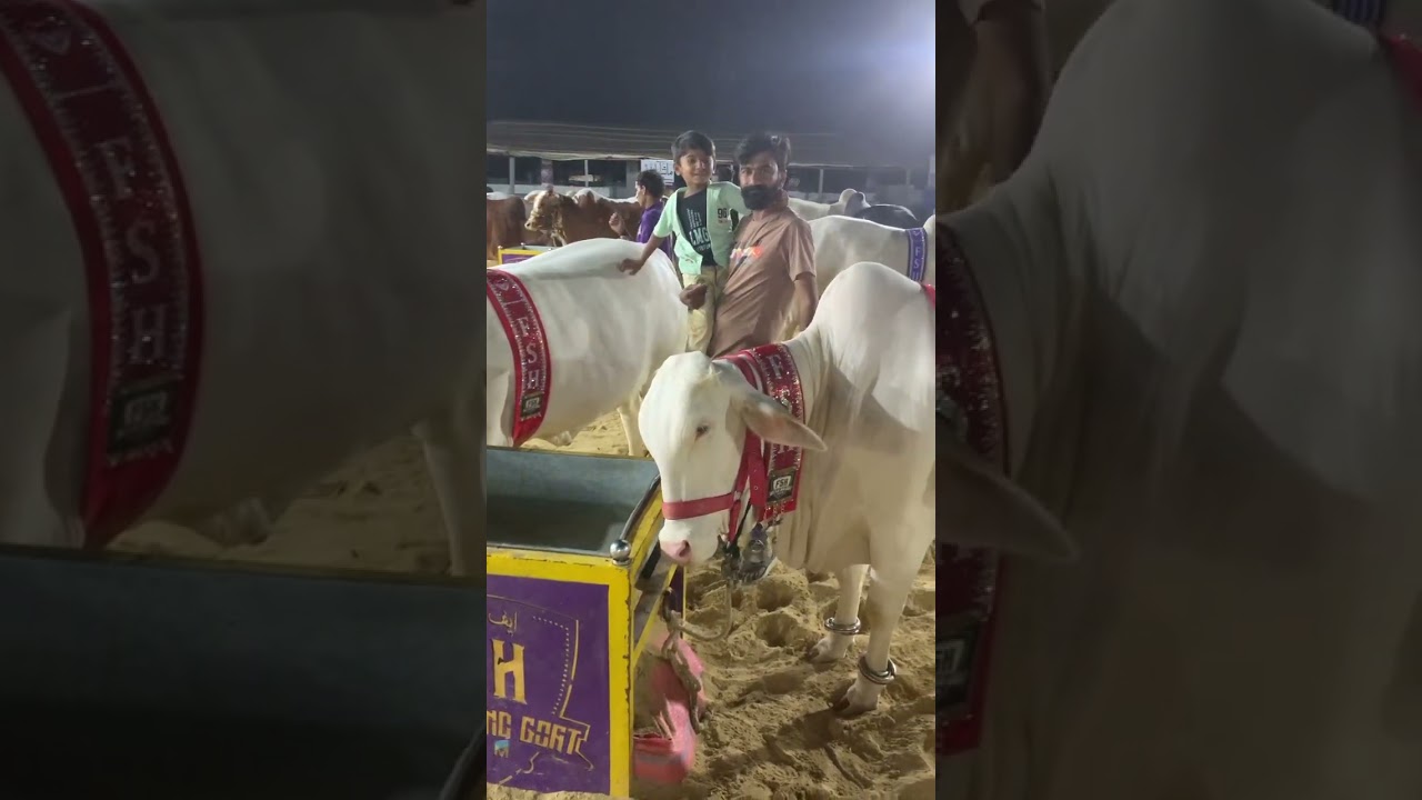 F S H Cattle And Goat Farm 