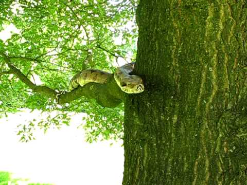 Boa Constrictor in tree
