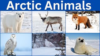 Arctic Animals | Arctic Animal Names