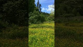 Peaceful Birds and Buttercups | Flaming Geyser State Park | Washington #nature #birds #wildflowers