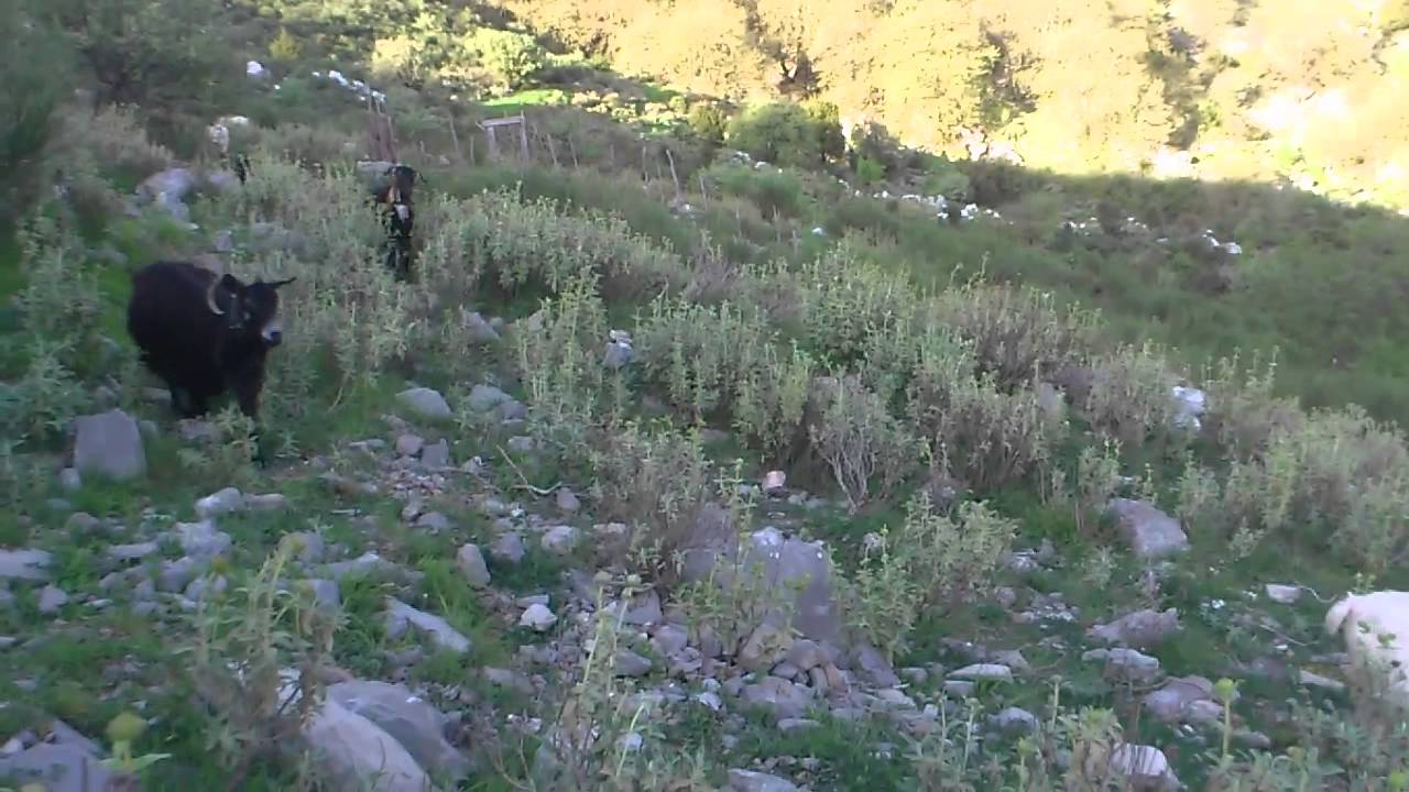 ερύμανθος-πλατανίτσα