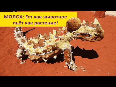 МОЛОХ: колючки, ложная голова и другие хитрости. Наталья Носова