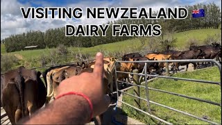 🇳🇿 NEWZEALAND Tour of DAIRY FARMS , #ChopraDairyFarm #cow #farming #trending #youtubeshorts #viral 