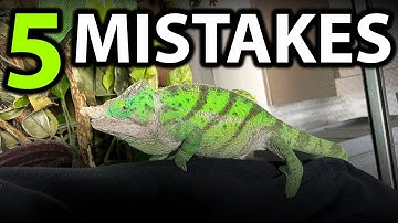 5 Common mistakes chameleon owners make | PART 3