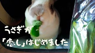 【うさぎ動画】癒し、始めました　#rabbits #うさぎ #シロチャ #レッキス #ヒーリング