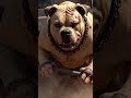 الكلاب أشترك وفعل الجرس لكي يصلك كل جديد وإضغط لكي نستمر Pitbull الكلاب أشترك وفعل الجرس لكي يصلك كل جديد وإضغط لكي نستمر Pitbull