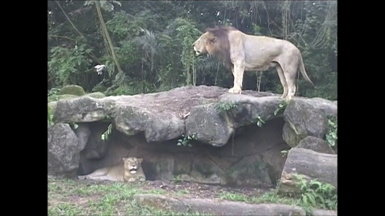 Lions roaring at Singapore Zoo YouTube
