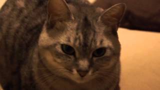 ソファの上のぽぽみ　Popomi On The Sofa