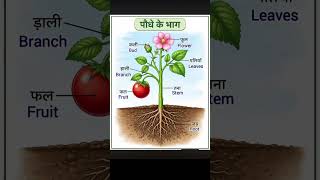 Learn Plant Parts in Hindi &amp; English (पौधे के भाग) | Science for Beginners #shorts #Plantparts