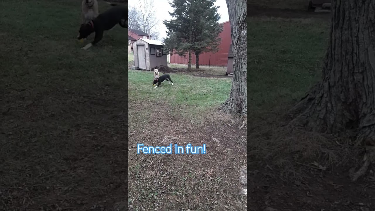 The boys finally got a fenced in yard to play in! 