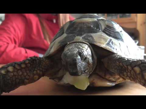 Video: Northern Red-Bellied Turtle