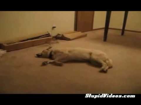 Dog runs into Wall