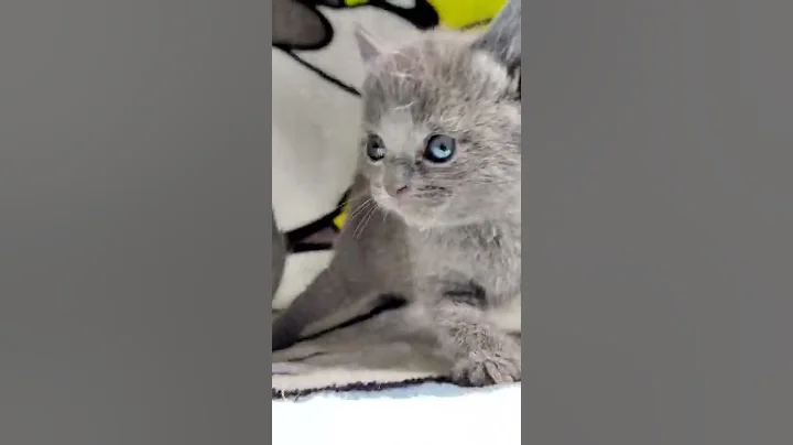 Watch the video about Blue Beauty cute kittens!!! #shorts #british shorthair #catsvideo