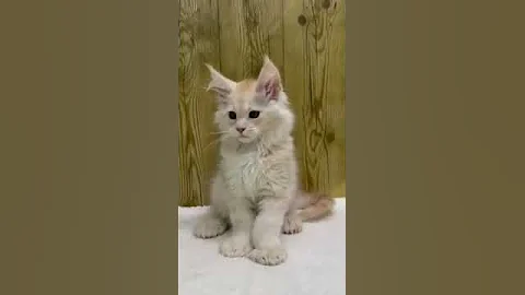 Video 11636071: tabby maine coon kitten, red tabby maine coon, silver tabby maine coon, tabby maine coon male, maine coon kitten meets