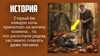 картинка: Старый ёж каждую ночь приползал на могилу хозяина... то, что раскопали рядом, заставило плакать даже