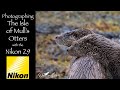 Photographing Otters in Mull with the Nikon Z9