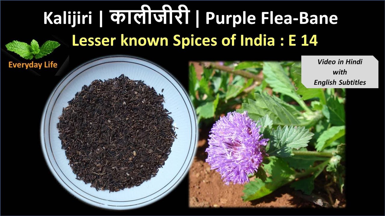 Kaljerri Insect Kalijiri | कालीजीरी | Purple Flea-Bane | Lesser Known Spices of India ...