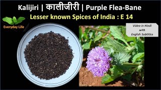 Kalijiri | कालीजीरी | Purple Flea-Bane | Lesser Known Spices of India: EP 14 | Everyday Life #35