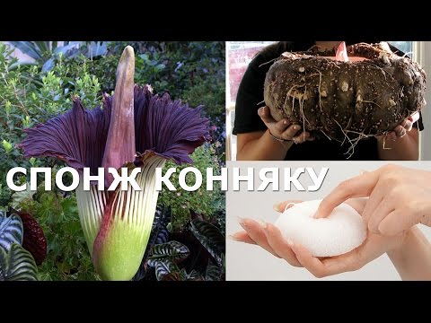 Про спонж конняку Про спонж конняку