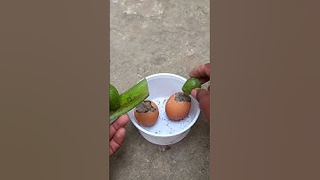 grow guava tree quickly in egg shell and aloe vera
