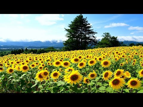 飯山市の菜の花公園がひまわり畑に 18 4k Youtube
