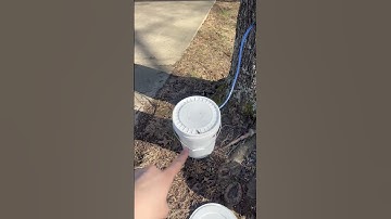 Maple Tapping: FINALLY SOME SAP AT MY PARENT’S HOUSE!🙌 #maplesyrup #homestead #mapletapping